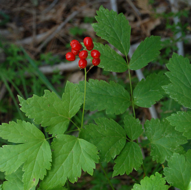 Imagem de Actaea rubra (Ait.) Willd.