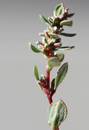 Слика од Polygonum minimum S. Wats.