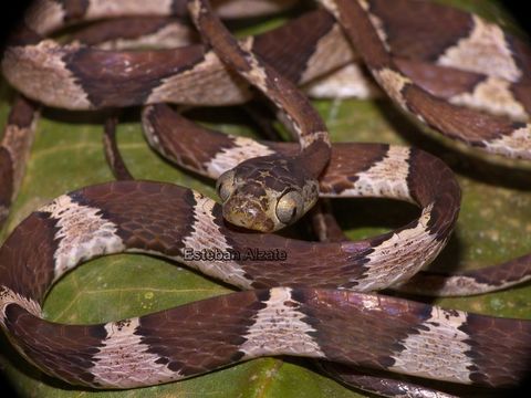 Image of Blunthead Tree Snake