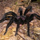 Image of Columbian lesserblack tarantula