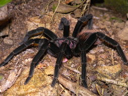 Image of Columbian lesserblack tarantula