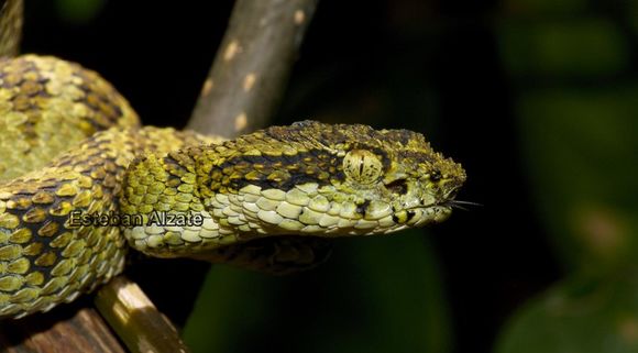 Image of Eyelash Viper