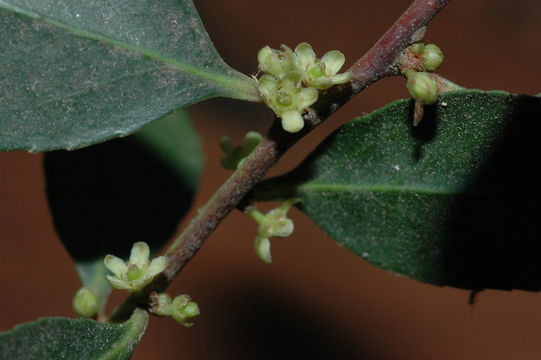 Image of Maytenus magellanica (Lam.) Hook. fil.