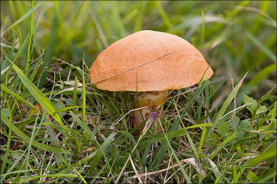 Imagem de Suillus grevillei (Klotzsch) Singer 1945