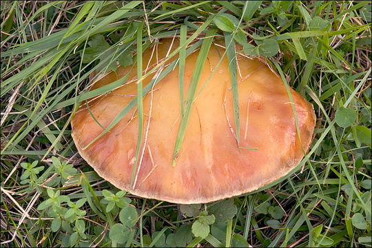 Image of Suillus grevillei (Klotzsch) Singer 1945