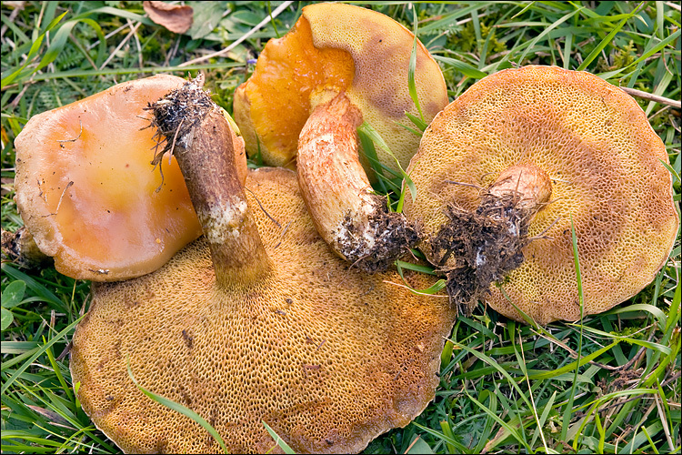 Image of Suillus grevillei (Klotzsch) Singer 1945