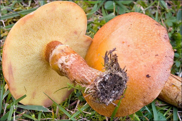 Image of Suillus grevillei (Klotzsch) Singer 1945