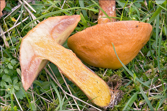 Imagem de Suillus grevillei (Klotzsch) Singer 1945