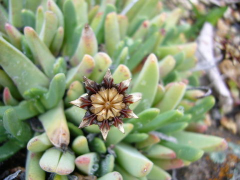 Imagem de Drosanthemum autumnale L. Bol.