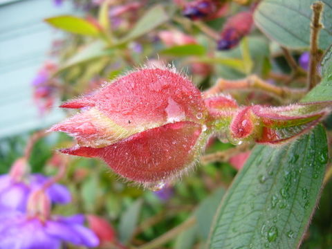 Imagem de Tibouchina urvilleana (DC.) Cogn.