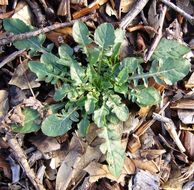 Image of Oenothera speciosa Nutt.