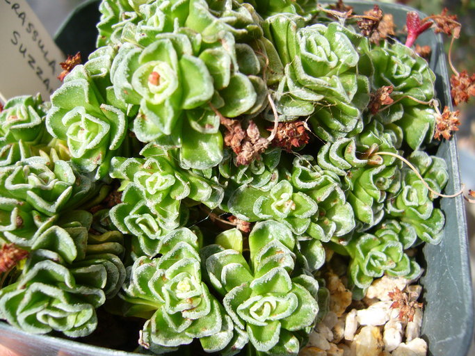 Слика од Crassula susannae Rauh & Friedrich