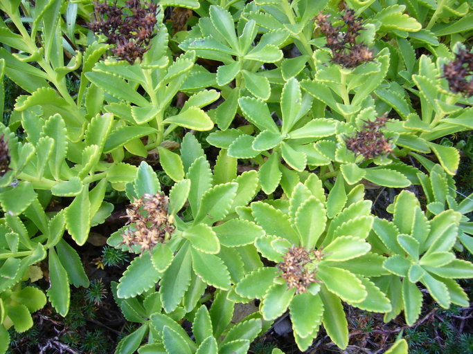 Image of Sedum jujuyense Zardini