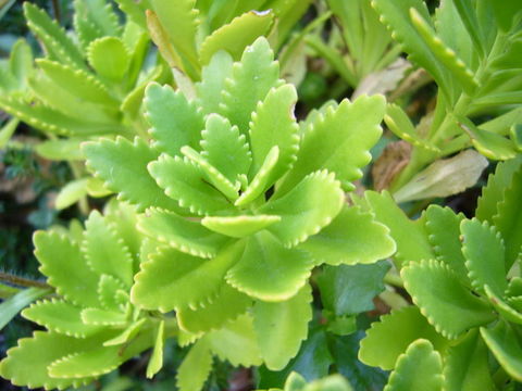 Sedum jujuyense Zardini resmi