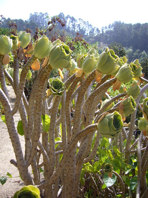 Image of Aeonium balsamiferum Webb & Berth.