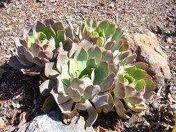 Image of Aeonium hierrense (Murr.) J. Pitard & L. Proust