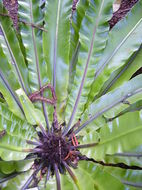 Image of Hawai'I birdnest fern