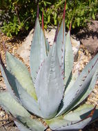 Sivun Agave sebastiana Greene kuva