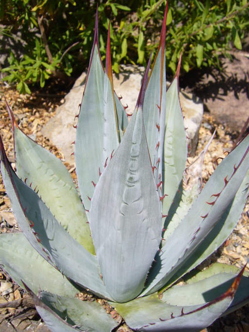 Image of Agave sebastiana Greene