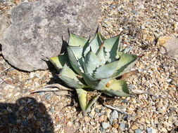 Sivun Agave sebastiana Greene kuva