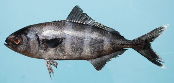 Image of Pilot Fish