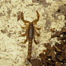 Image of Bothriurus patagonicus Maury 1968