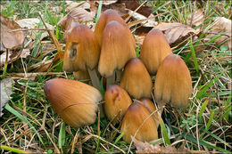 Imagem de Parasola auricoma (Pat.) Redhead, Vilgalys & Hopple 2001