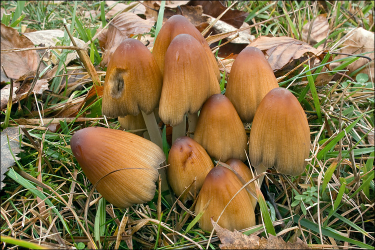 Imagem de Parasola auricoma (Pat.) Redhead, Vilgalys & Hopple 2001