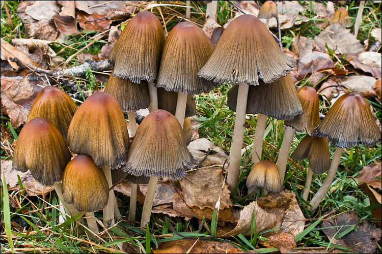 Imagem de Parasola auricoma (Pat.) Redhead, Vilgalys & Hopple 2001