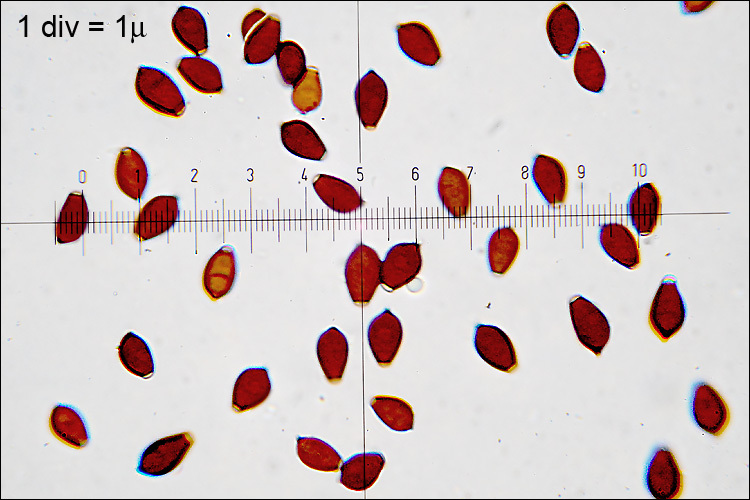 Imagem de Parasola auricoma (Pat.) Redhead, Vilgalys & Hopple 2001