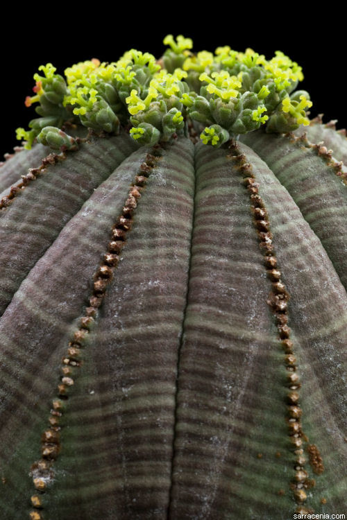 Image of Euphorbia obesa Hook. fil.