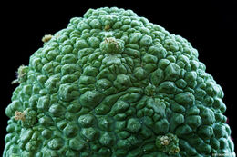 Image de <i>Pseudolithos migiurtinus</i>