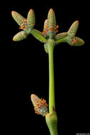 Image of Welwitschia mirabilis Hook. fil.