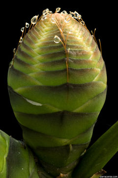 Image of Welwitschia mirabilis Hook. fil.