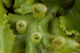 Image of Marchantia L.