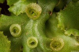 Image of Marchantia L.