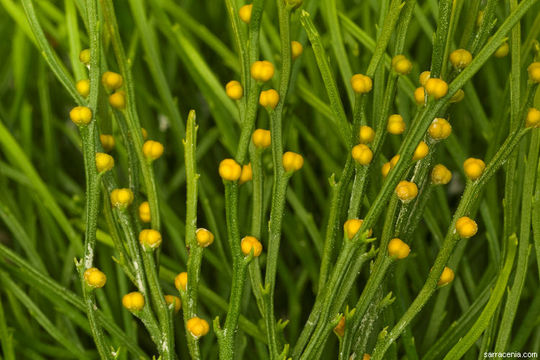 Image of Whisk Ferns