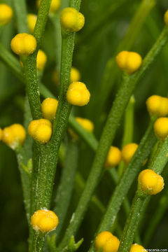 Image of Whisk Ferns