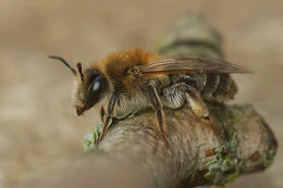 Sivun Hammasmaamehiläinen kuva