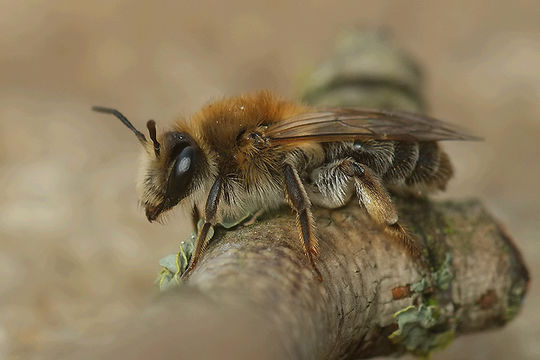 Image de Andrena praecox (Scopoli 1763)