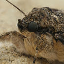 Image of red underwing