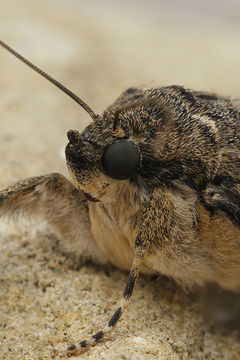 Image of red underwing