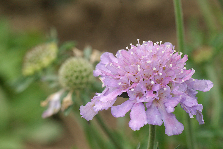 Image of dove pincushions