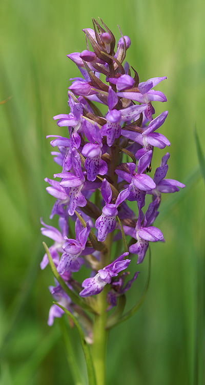 Image of Western Marsh-orchid