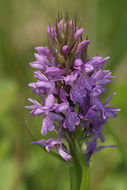 Image of Western Marsh-orchid