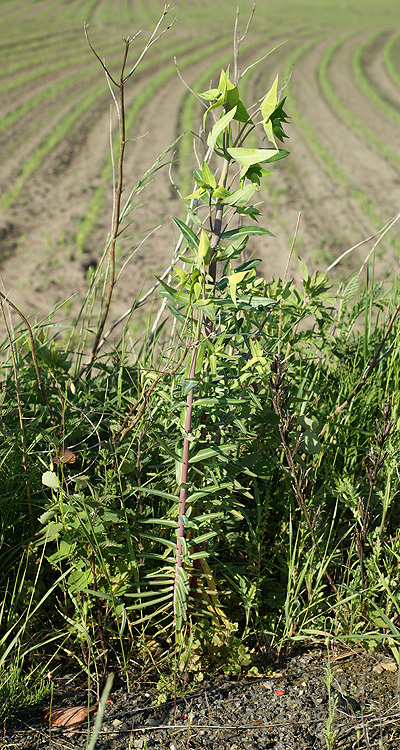 Image of caper spurge