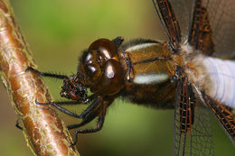 Image of Broad-bodied chaser