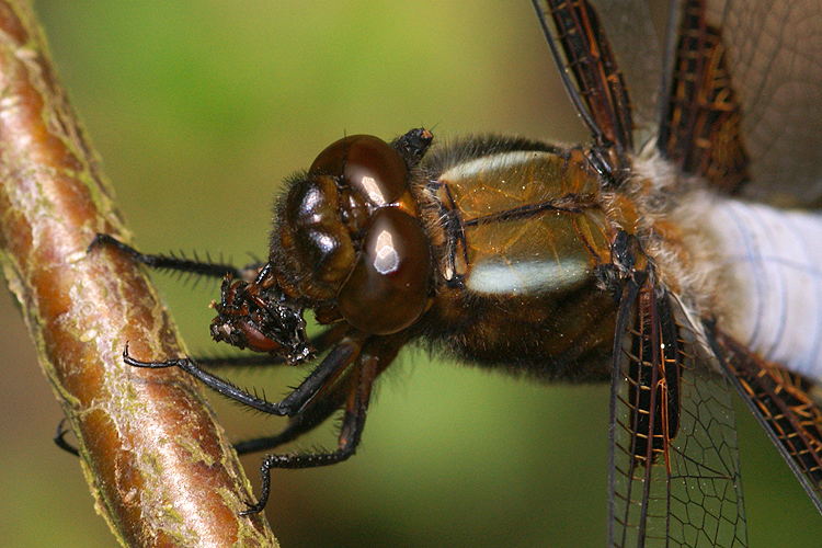 Image of Broad-bodied chaser