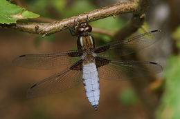 Image of Broad-bodied chaser