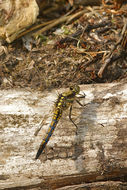 Image of Black-tailed Skimmer